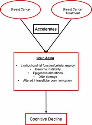 The Influence of Physical Activity and Epigenomics On Cognitive Function and Brain Health in Breast Cancer